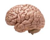 [Image of a brain]